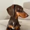 Penny 🐾🩷 - @pennybassotta - TikTok