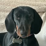 @penny_bassotto - Instagram