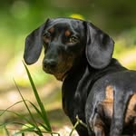 Penny Bassotto Kaninchen Puppy - @pennylovebassottina - Instagram