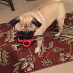Penny Bauer - @pugtastrophe - Instagram