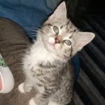 Cutest Kitty - @penny.baumgartner - Instagram