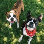 Baxter & Penny - @baxterandpenny - Instagram