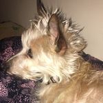 Penny + Baxter - @doggits_ - Instagram