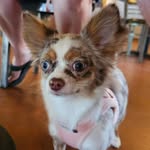 🐾 Penny Bean 🐾 - @penny_de_ville - Instagram
