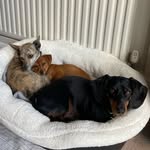 Charlie, Penny & Bean - @charliepennybean - Instagram