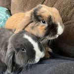 Penny + Bean 🐾 - @the.burrito.buns - Instagram