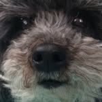 Penny Bean - @puppydogpenny - Instagram