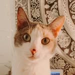 Penny Bean - @penny.in.mke - Instagram