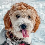 Penny Bean - @pennythedoodlegirl - Instagram