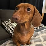 Penny Bean - @pennybeanzween - Instagram