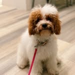 Penny Bean - @cavapoo08 - Instagram