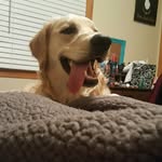 Penny Bean - @pennypup1 - Instagram