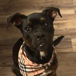 Penny Bean - @luckypennybean - Instagram