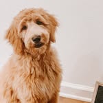 Penny Bean 🐾 - @pennybean.thedoodle - Instagram
