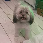 Penny, Havanese, snuggle puppy, baby bean - @ladypenelopefuzzbutt - Instagram