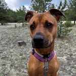 Penny - @pennybean_crinkleface - Instagram