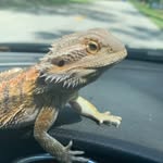 Penny ❤️🦎 - @penny_the_beardeddragon - Instagram