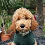 Penny bear - @pennybeardoodle23 - Instagram