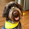 Penny_wetbeard - @penny_wetbeard - TikTok