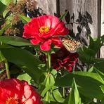 Penny Bee - Facebook