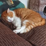 Penny Bee - @misspbee - Instagram