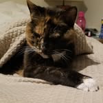 Penny Bee - @pennybeaverton - Instagram