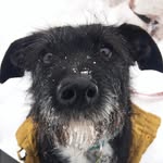 PENNY BEE 🐝 - @terrierpen - Instagram