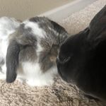 Beebee and Princess Penelope - @beebeeandpenny - Instagram