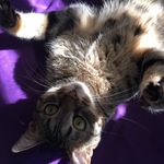 Penelope "Penny" Beebs - @beebeepenny - Instagram