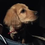 Penny Pan - Facebook