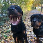 Penny and Bernard - @greenwitchgoodness - Instagram