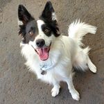 Penny Bernard - @_penny_thebordercollie - Instagram