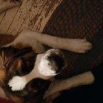 Penny the bernard - @pennytheprecious - Instagram