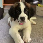 Penny The Saint Bernard - @pretty_penny_the_saintbernard - Instagram