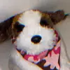 Purebred - @pennythebernard - TikTok
