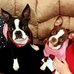 Penny Bill-Self & Bailey - @kubostonterriers - Instagram