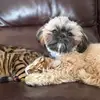 Bing and Penny - @bingandpenny - TikTok