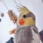 penny - @penny._.bird - Instagram