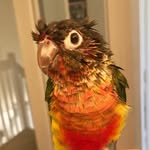 Penny_the_bird - @penny_the_bird - Instagram