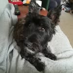 Penny Black - @pennyblackpup - Instagram