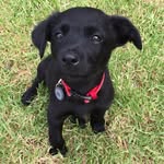 Penny Black - @penny_black_dog - Instagram