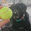 Pennytheblacklab&friends❤️ - @pennytheblacklab8 - TikTok