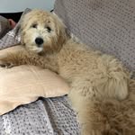 Penny Blank - @muppet_penny - Instagram