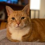 Penny Bouchard - @copperpennycreations - Instagram