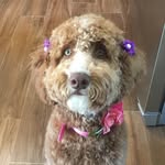 Penny Anne Wahlberg Boylan - @paw_boylan - Instagram
