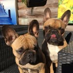 Buddy And Penny - @buddypenny - Instagram