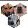 buddy penny luna - @buddy_penny_luna - TikTok
