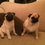 Buddy_the_pug - @penny_and_buddy - Instagram