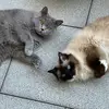 Buddy&Penny - @buddypenny - TikTok