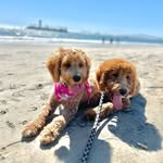 GDoodles&ToyPoodles - @penny_and_buddyb - Instagram